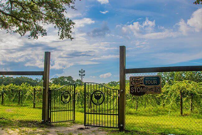 11 Occasions that You Should Book a Charleston Party Bus for 1 deepwater vineyard charleston sc 650x433 1