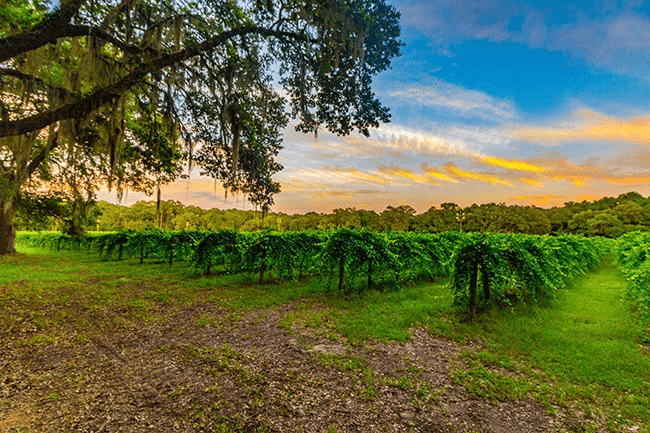 vineyard 1 650x433 1